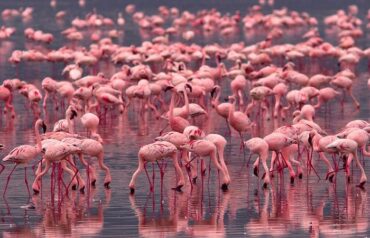 Flamingos lake nakuru